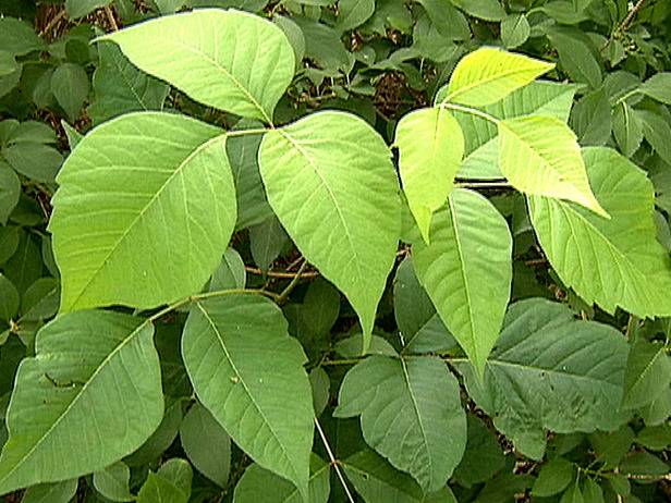 poison ivy plant images. A Time to Kill-Poison Ivy and